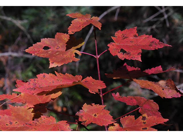 Acer rubrum (Red maple) #73488