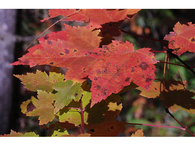 Acer rubrum (Red maple) #73489