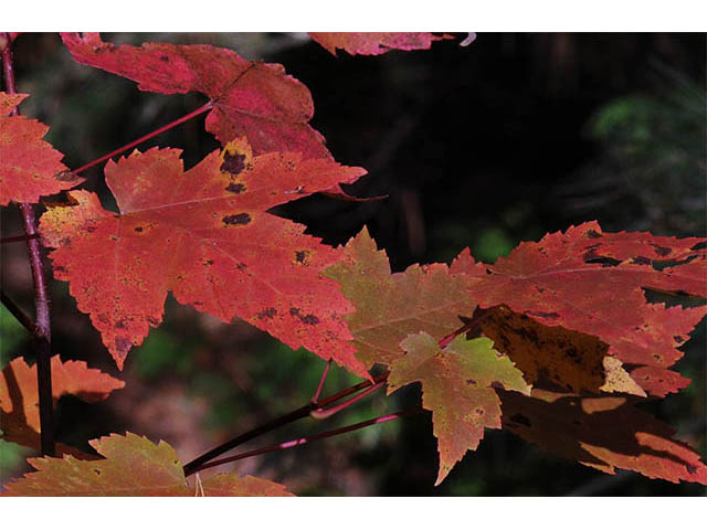 Acer rubrum (Red maple) #73490