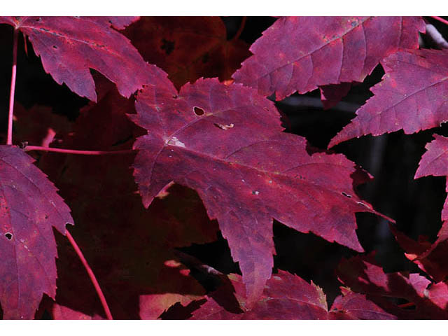 Acer rubrum (Red maple) #73493