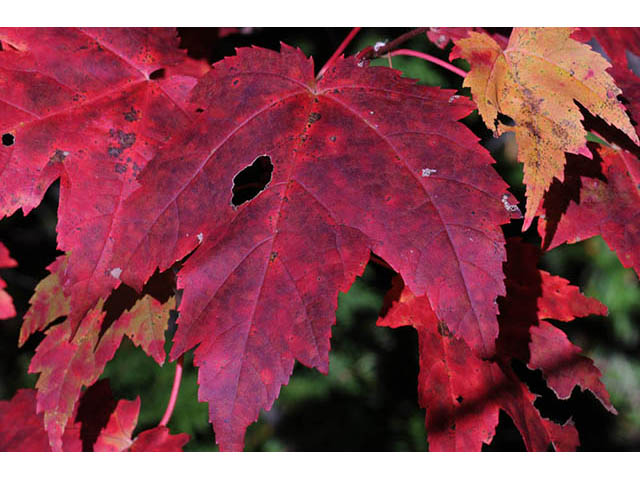 Acer rubrum (Red maple) #73495