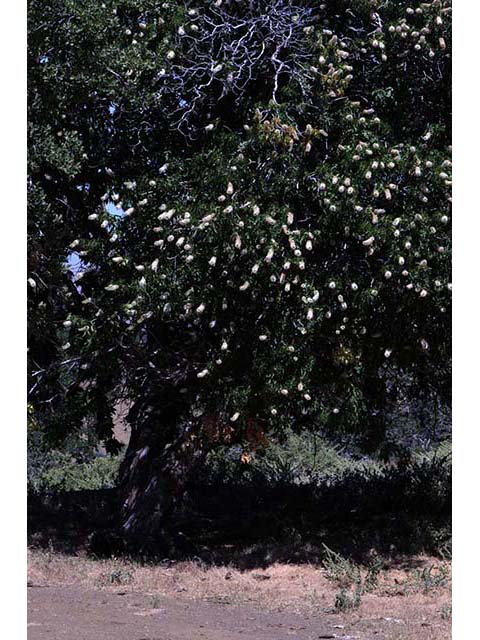 Aesculus californica (California buckeye) #73498