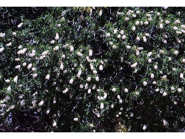 Aesculus californica (California buckeye) #73499