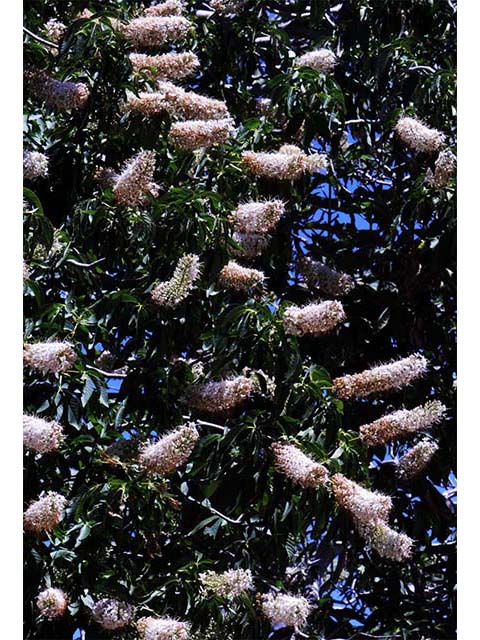 Aesculus californica (California buckeye) #73501