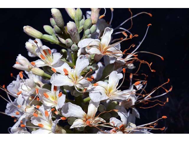 Aesculus californica (California buckeye) #73502