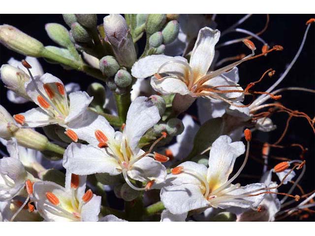 Aesculus californica (California buckeye) #73503