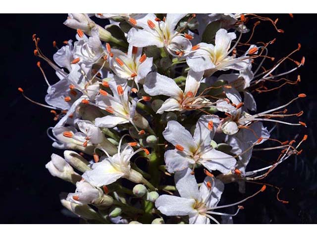 Aesculus californica (California buckeye) #73506