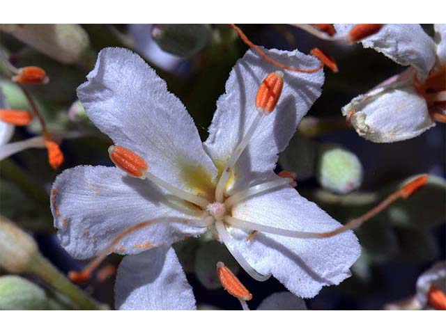 Aesculus californica (California buckeye) #73508