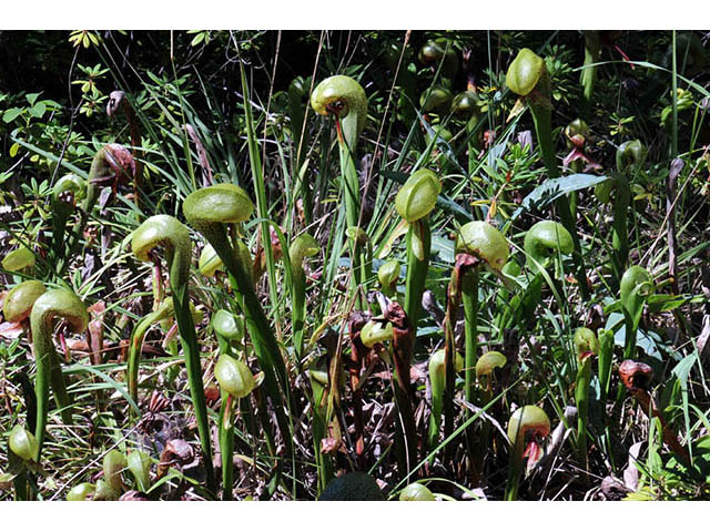 Darlingtonia californica (California pitcherplant) #73513