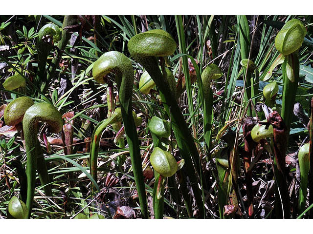 Darlingtonia californica (California pitcherplant) #73514