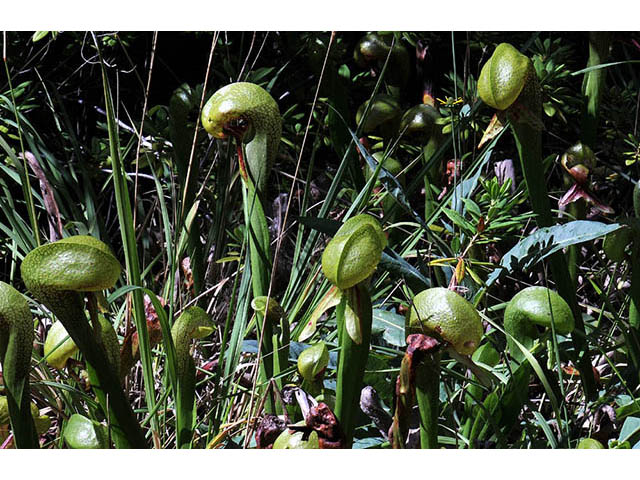 Darlingtonia californica (California pitcherplant) #73515