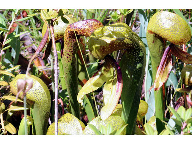 Darlingtonia californica (California pitcherplant) #73516
