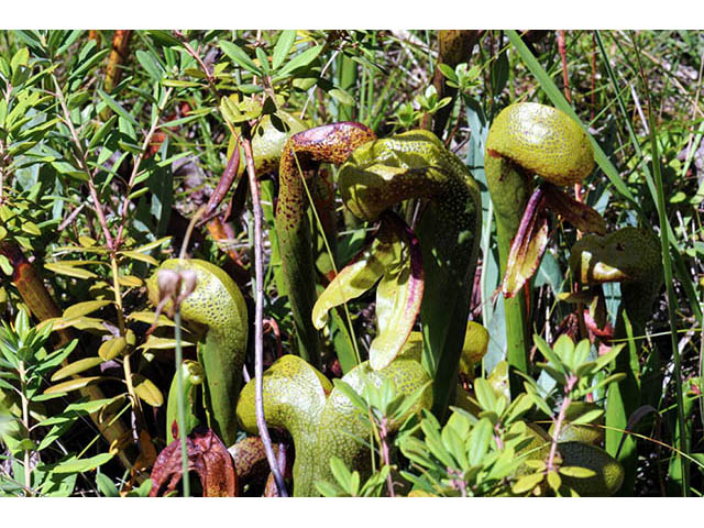 Darlingtonia californica (California pitcherplant) #73517