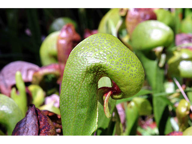 Darlingtonia californica (California pitcherplant) #73520