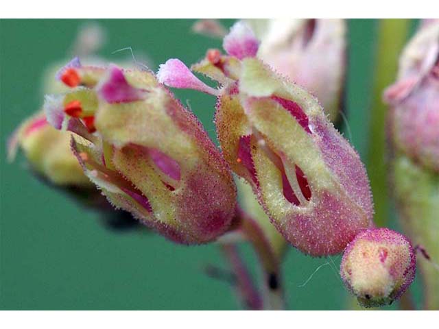 Heuchera richardsonii (Richardson's alumroot) #73540