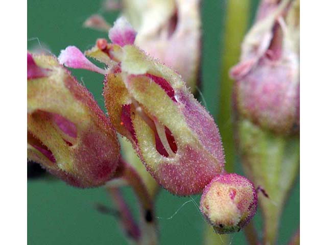 Heuchera richardsonii (Richardson's alumroot) #73541