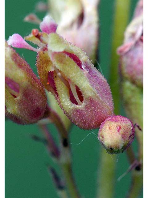 Heuchera richardsonii (Richardson's alumroot) #73542