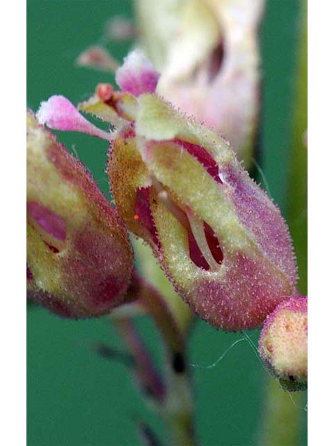 Heuchera richardsonii (Richardson's alumroot) #73543