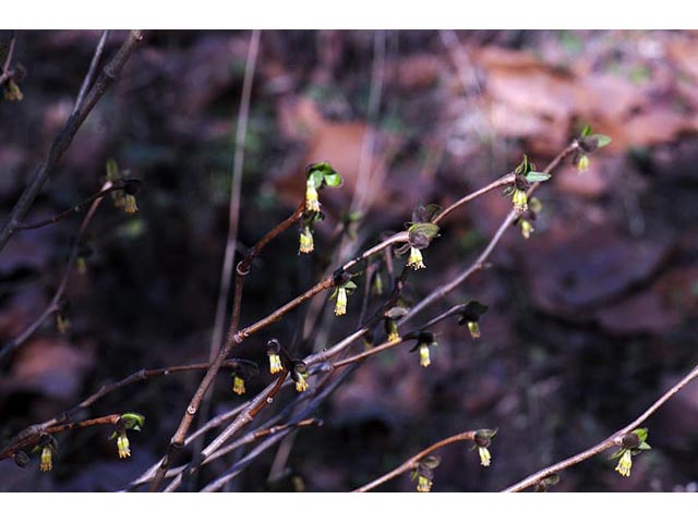 Dirca palustris (Eastern leatherwood) #73592