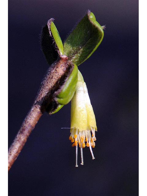 Dirca palustris (Eastern leatherwood) #73597