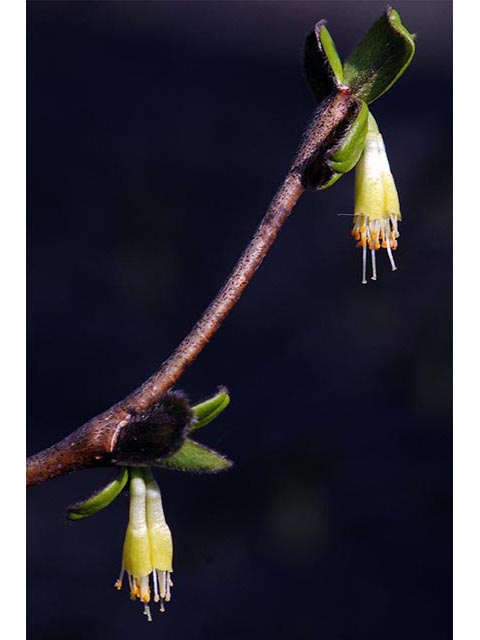 Dirca palustris (Eastern leatherwood) #73598
