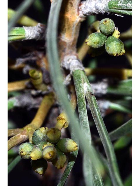 Arceuthobium campylopodum (Western dwarf mistletoe) #73615