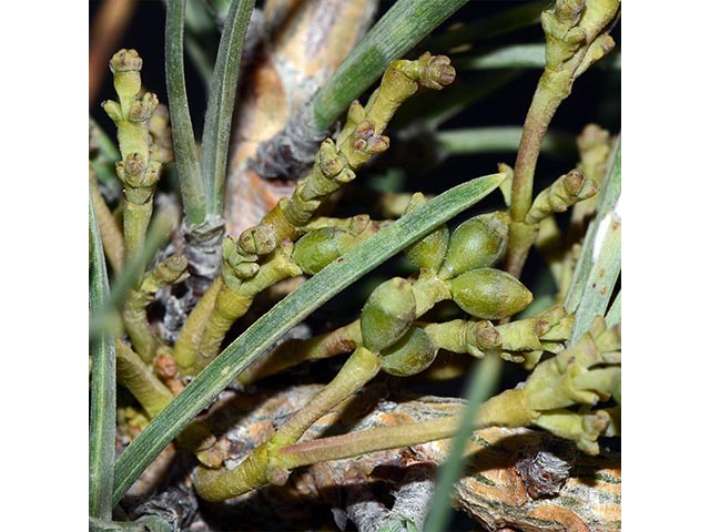 Arceuthobium campylopodum (Western dwarf mistletoe) #73618