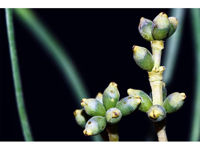 Arceuthobium campylopodum (Western dwarf mistletoe) #73619