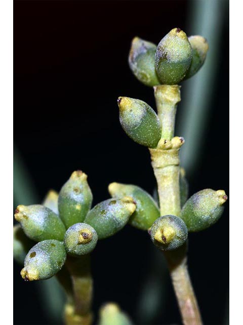 Arceuthobium campylopodum (Western dwarf mistletoe) #73620