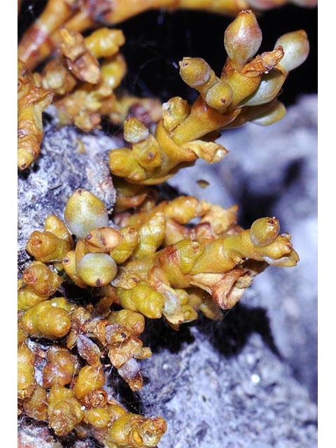 Arceuthobium cyanocarpum (Limber pine dwarf mistletoe) #73624
