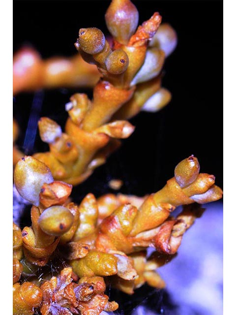 Arceuthobium cyanocarpum (Limber pine dwarf mistletoe) #73626