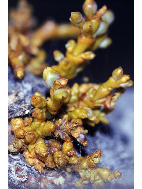 Arceuthobium cyanocarpum (Limber pine dwarf mistletoe) #73627