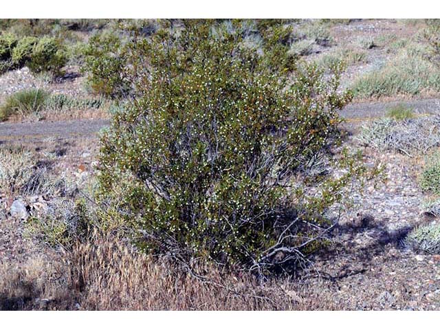 Larrea tridentata var. tridentata (Creosote bush) #73629