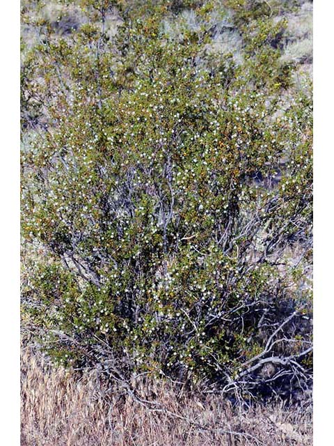 Larrea tridentata var. tridentata (Creosote bush) #73630