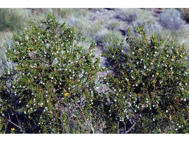 Larrea tridentata var. tridentata (Creosote bush) #73631