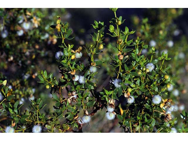 Larrea tridentata var. tridentata (Creosote bush) #73632