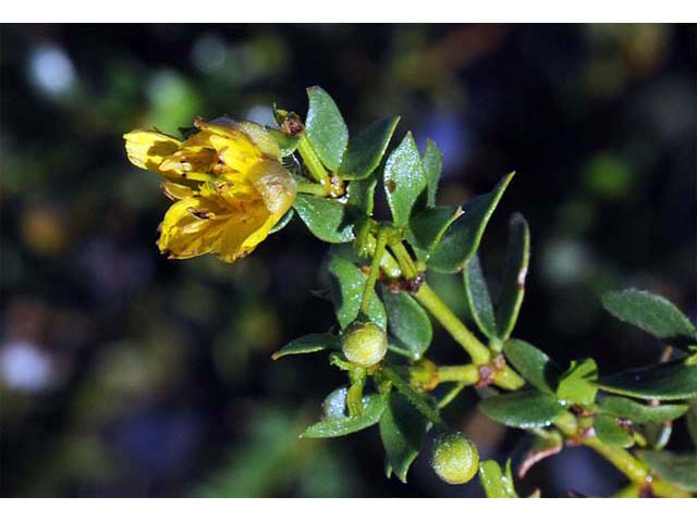 Larrea tridentata var. tridentata (Creosote bush) #73634
