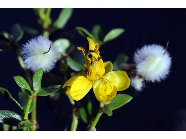 Larrea tridentata var. tridentata (Creosote bush) #73635