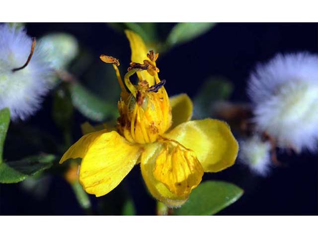 Larrea tridentata var. tridentata (Creosote bush) #73636