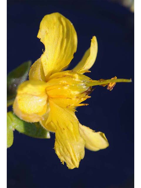Larrea tridentata var. tridentata (Creosote bush) #73637
