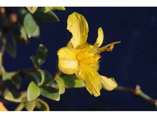 Larrea tridentata var. tridentata (Creosote bush) #73638