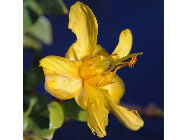 Larrea tridentata var. tridentata (Creosote bush) #73640