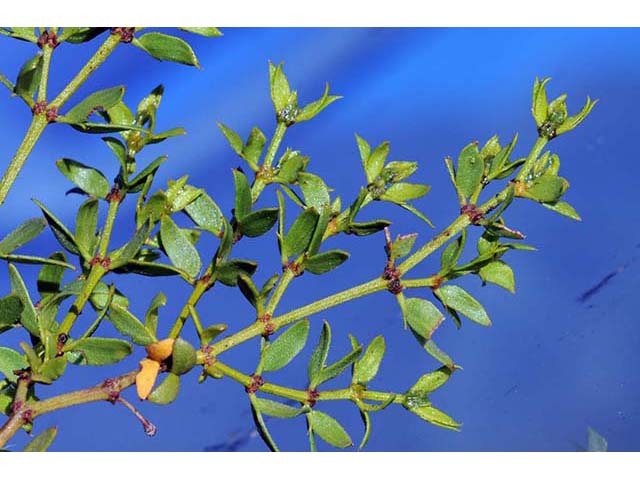 Larrea tridentata var. tridentata (Creosote bush) #73641