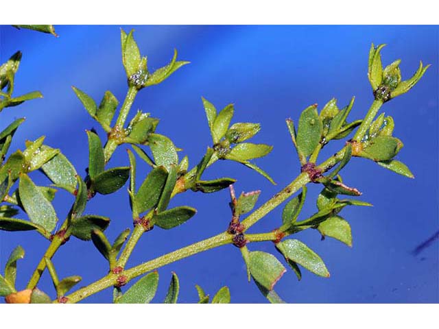 Larrea tridentata var. tridentata (Creosote bush) #73642