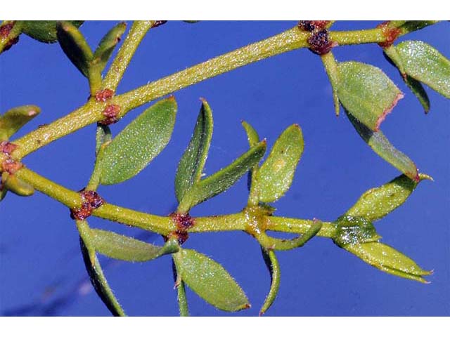 Larrea tridentata var. tridentata (Creosote bush) #73644
