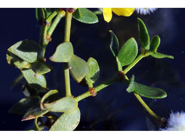 Larrea tridentata var. tridentata (Creosote bush) #73645