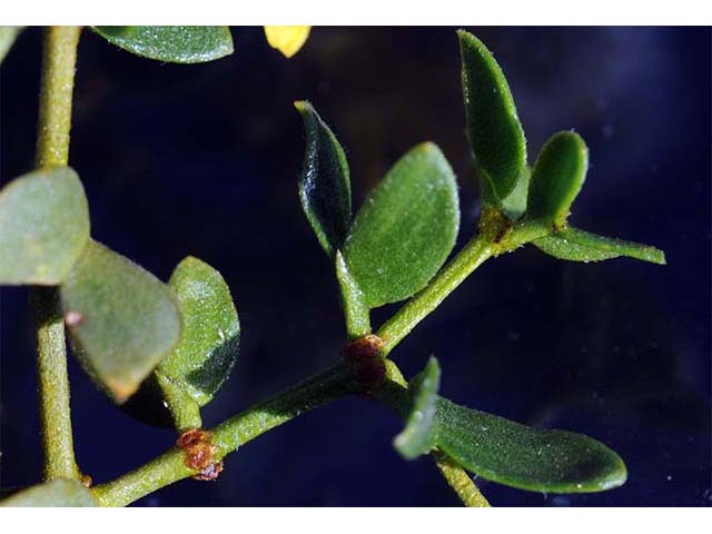 Larrea tridentata var. tridentata (Creosote bush) #73646