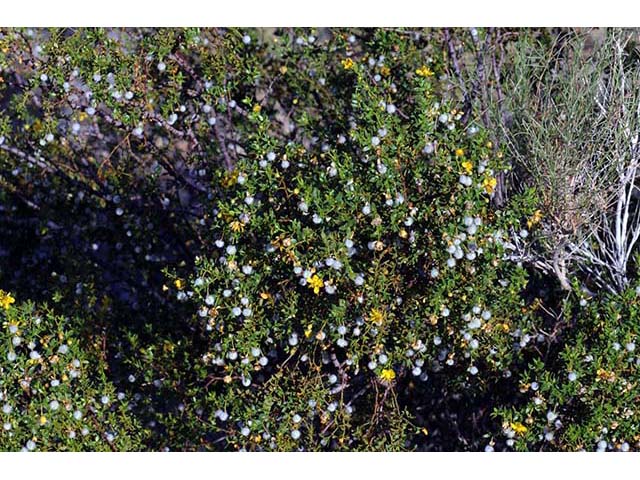 Larrea tridentata var. tridentata (Creosote bush) #73648