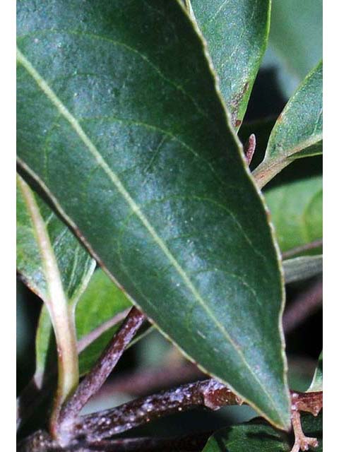 Viburnum nudum var. cassinoides (Withe-rod) #73673