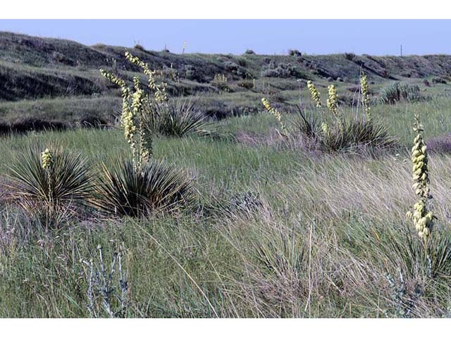 Yucca glauca (Soapweed yucca) #73676